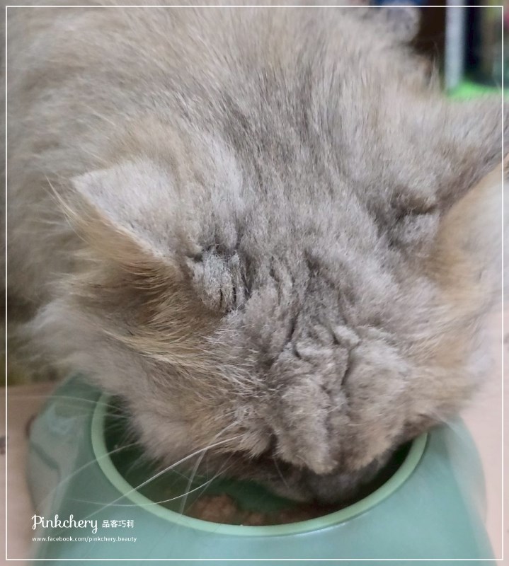 女人知己試用大隊,口碑行銷,部落客行銷,PURRFACT 波菲特貓用主食罐,主食罐,PURRFACT波菲特,貓主食罐,貓罐,PURRFACT波菲特貓用主食罐,魚肉蔓越莓主食罐,鮮嫩雞主食罐,鹿肉雞肉主食罐,牛肉鵪鶉貓主食罐,干貝蠶蛹配方,鱷魚肉白木耳配方,雞肉魚肉配方,安心鶉配方,評價,體驗,適口性佳,心得,成貓適用,高齡貓適用,質地是慕絲狀